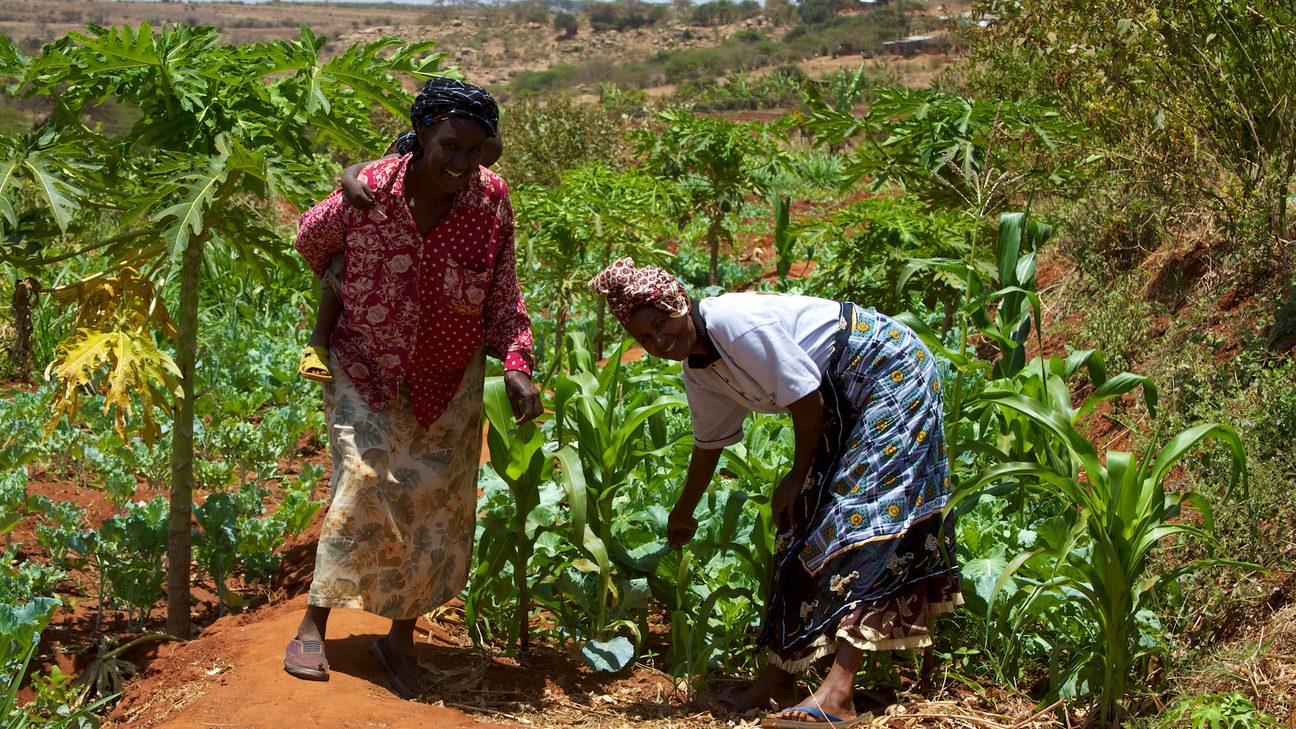 Smallholder farmers, Kenya